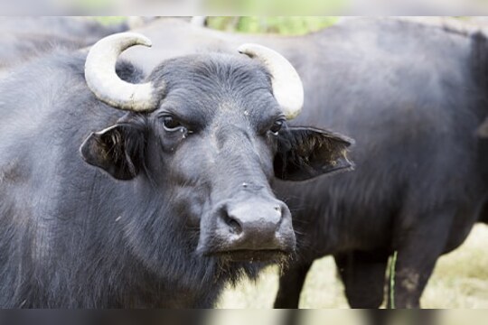 Solapur : जीवापाड जपलेल्या रेड्यानेच घेतला मालकाचा बळी, सोलापूर जिल्ह्यातील घटना