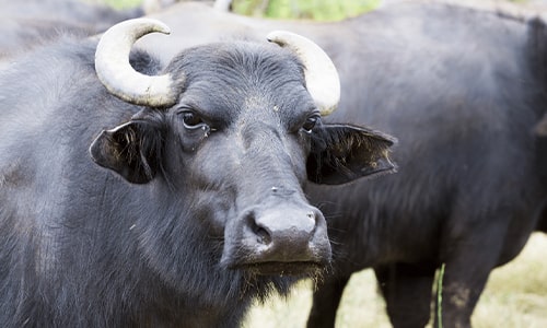 Solapur : जीवापाड जपलेल्या रेड्यानेच घेतला मालकाचा बळी, सोलापूर जिल्ह्यातील घटना