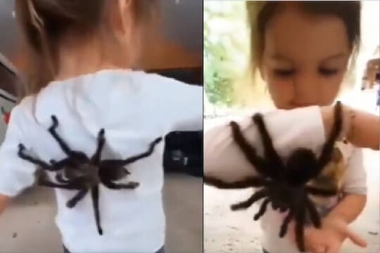 ही तर ‘स्पायडर गर्ल’, Viral Video पाहून अनेकांना फुटला घाम