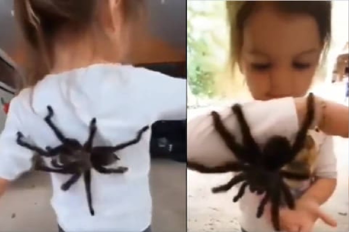 ही तर ‘स्पायडर गर्ल’, Viral Video पाहून अनेकांना फुटला घाम