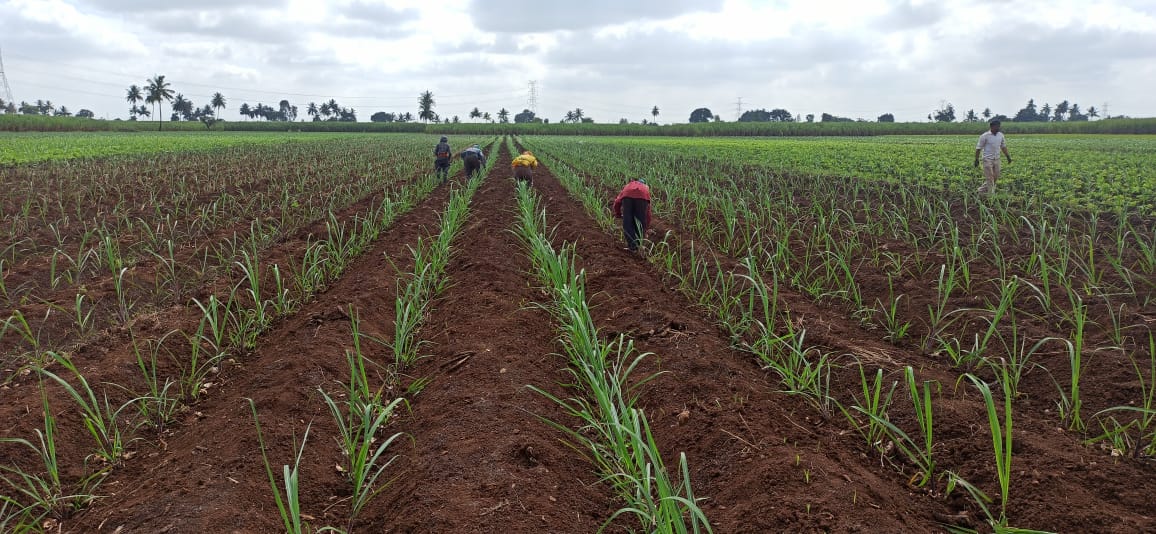 Sugarcane Farmer : केंद्राकडून ऊसदराच्या एफआरपीत वाढ, टनाला 3050 रूपये दर देण्याचा निर्णय