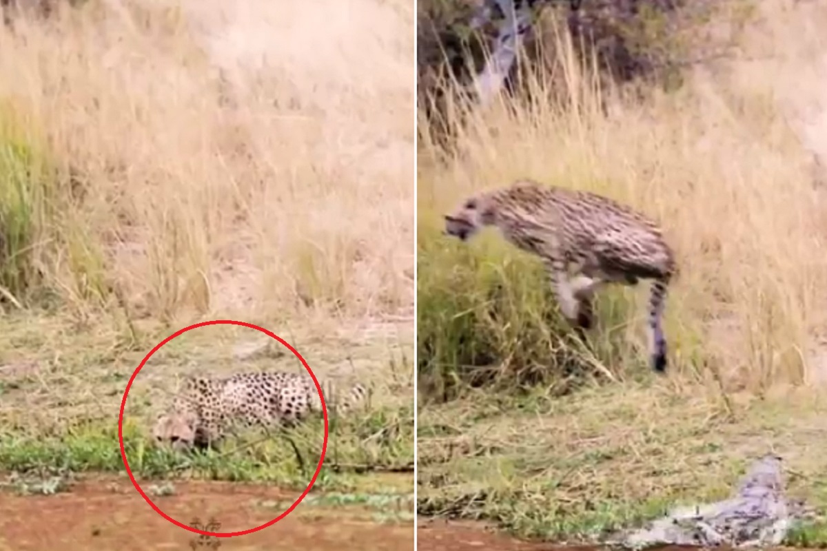 जंगलातील त्या थरारक घटनेचा Video Viral, पाणी पिणाऱ्या बिबट्यासोबत काय घडलं? पाहा