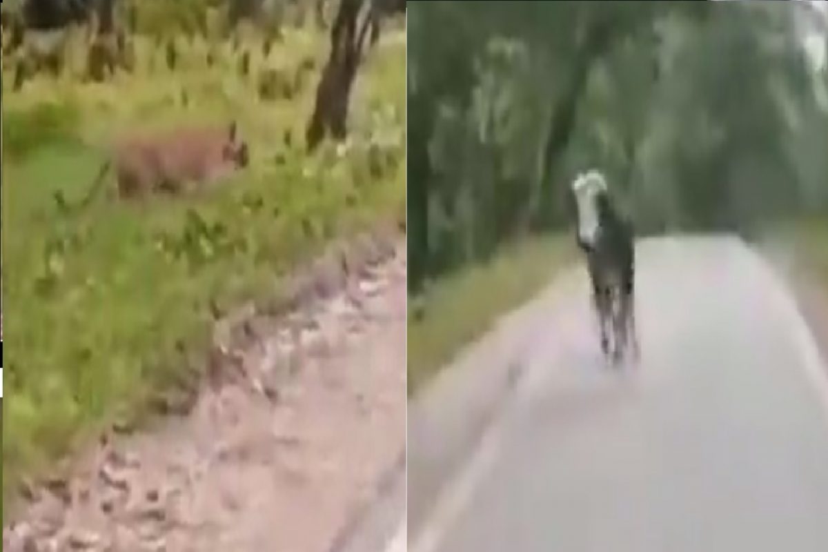 वाघावर भारी पडला बैल.