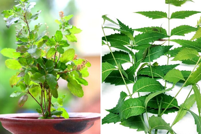 तुळस : तुळस आपल्या आरोग्याला अनेक प्रकारे फायदा देते. तुळशीची आणि कडुलिंबाची काही पाने कृष्ण करून पाण्यामध्ये टाकून प्यावे. आठवड्यातून दोन ते तीन वेळा याचे सेवन केल्याने ब्लडप्रेशर नियंत्रणात राहते. 
