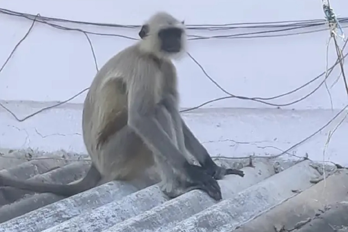 धक्कादायक! वानराने महिलेला विहिरीत ढकललं, परिसरात खळबळ