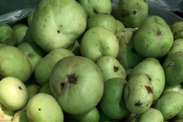 ढेमसे : ढेमश्यापासून अनेक प्रकारच्या भाज्या तयार करता येतात. त्यामुळे शरीराला अनेक फायदे मिळतात. यामध्ये असणारे अँटी-इंफ्लेमेटरी शरीरातील जळजळ आणि जळजळ दूर करते. पावसाळ्यात ढेमसे खाणे फायदेशीर आहे.