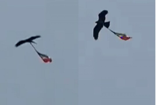 'हर घर तिरंगा' मोहिमेत चक्क कावळाही सहभागी; अत्यंत विलोभनीय असा Video