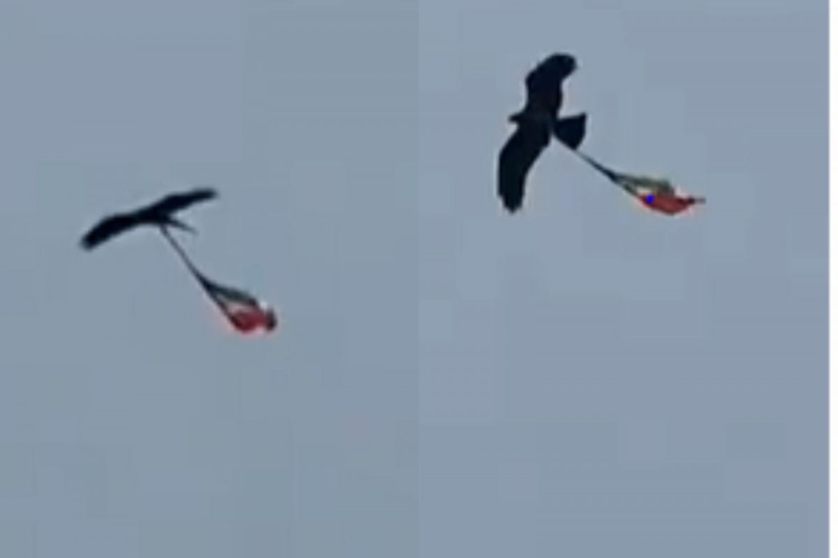 'हर घर तिरंगा' मोहिमेत चक्क कावळाही सहभागी; अत्यंत विलोभनीय असा Video