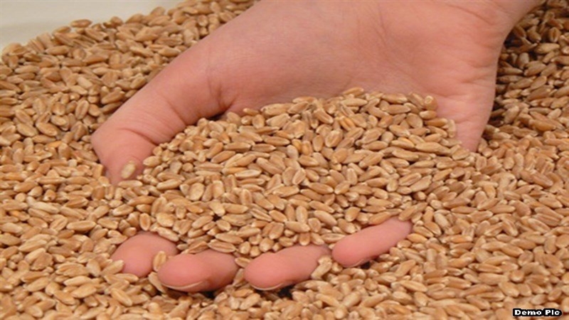 Wheat Rate : मोदी सरकारची डोकेदुखी वाढली, सण उत्सवांच्या पार्श्वभूमीवर गव्हाच्या किंमतीत झपाट्याने वाढ