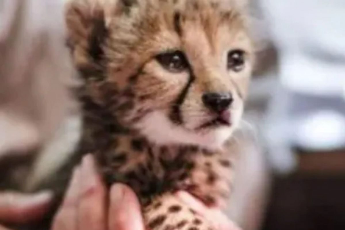 प्राण्यांच्या परदेशी प्रजातींबाबतची मार्गदर्शक तत्त्वं कायम ठेवणार; सर्वोच्च न्यायालयाचं मत