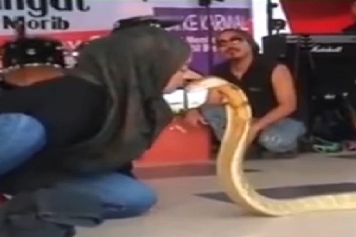 कोब्रा सापाने फणा काढताच तरुणीने त्याला किस केलं.