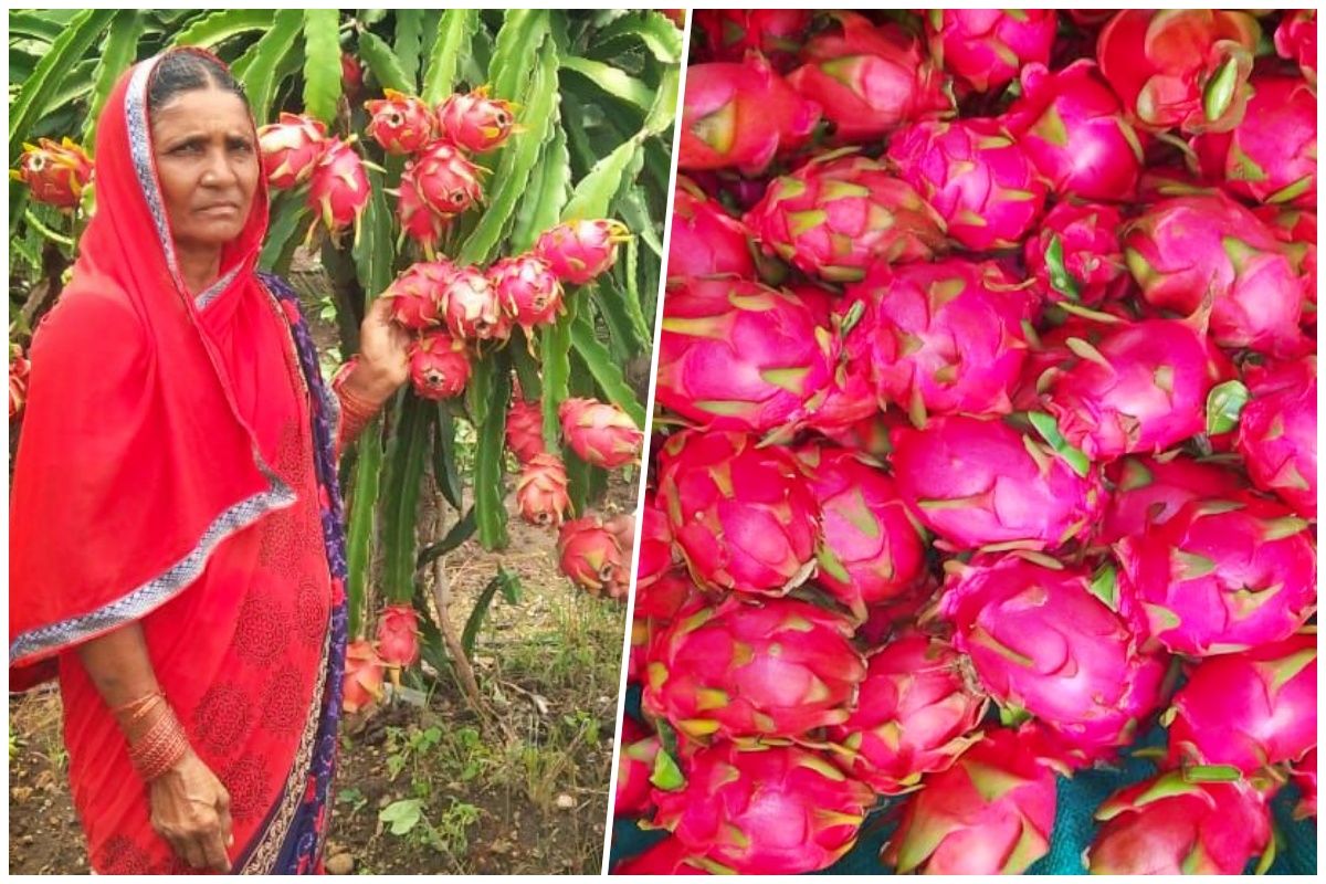 शेतकरी विजया घुले