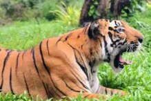 गडचिरोली : वाघाच्या हल्ल्यात एकाचा मृत्यू, सरपण गोळा करायला गेला अन्... गडचिरोली : वाघाच्या हल्ल्यात एकाचा मृत्यू, सरपण गोळा करायला गेला अन्...