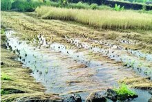 भंडारा : डोळ्यादेखत उभं पीक उद्धवस्त झाल्याने खचला शेतकरी; तणावात उचललं टोकाचं..
