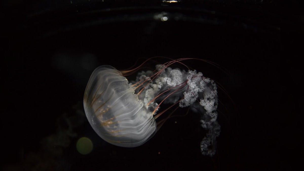 Jellyfish are almost immortal can human too like them mh pr