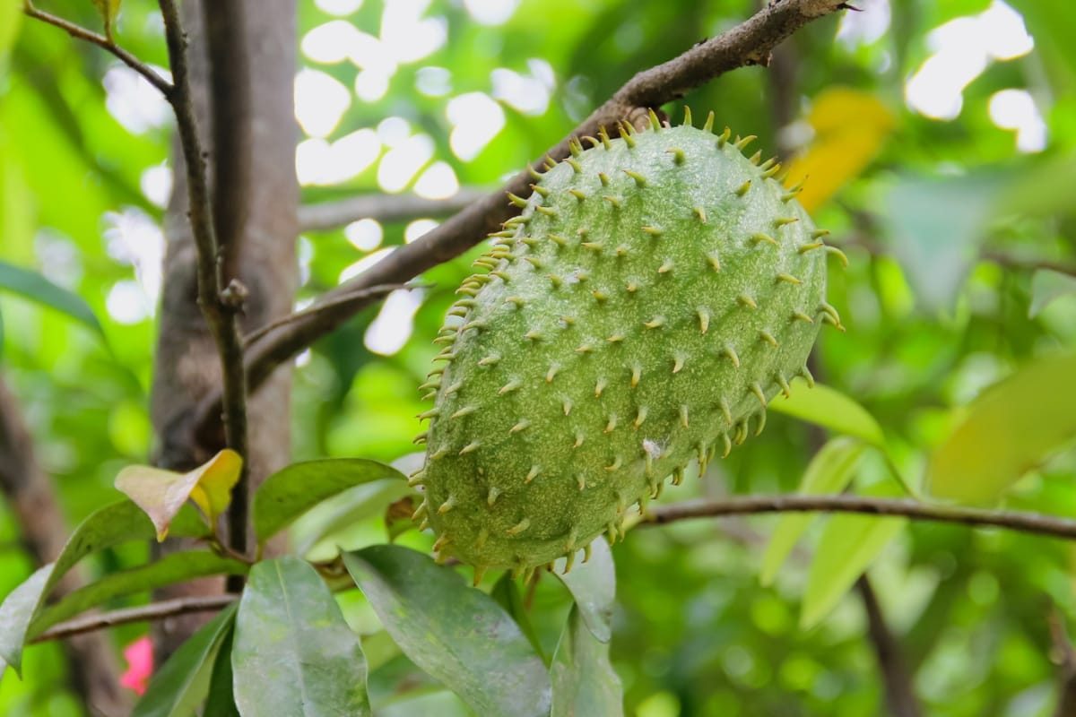 हनुमान फळ