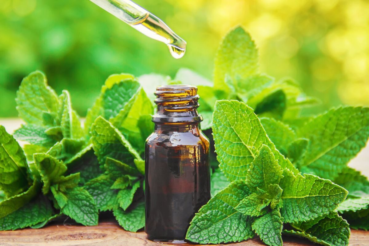 पुदिन्यामध्ये आहेत अनेक औषधी गुणधर्म; 7 महत्त्वाचे फायदे येथे जाणून घ्या