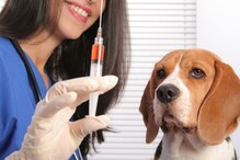 Rabies Day: ज्यांच्या घरी पाळीव प्राणी आहेत त्यांनी या 4 गोष्टी अवश्य कराव्यात Rabies Day: ज्यांच्या घरी पाळीव प्राणी आहेत त्यांनी या 4 गोष्टी अवश्य कराव्यात