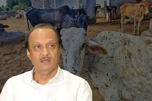 गोवंश हत्या बंदीमुळे वाढला लम्पीचा धोका? पाहा काय म्हणाले अजित पवार गोवंश हत्या बंदीमुळे वाढला लम्पीचा धोका? पाहा काय म्हणाले अजित पवार