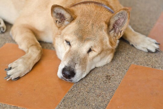 ऐकावं ते नवलचं! कुत्र्यांच्याही डोळ्यात येतात आनंद अश्रू; हे आहे कारण