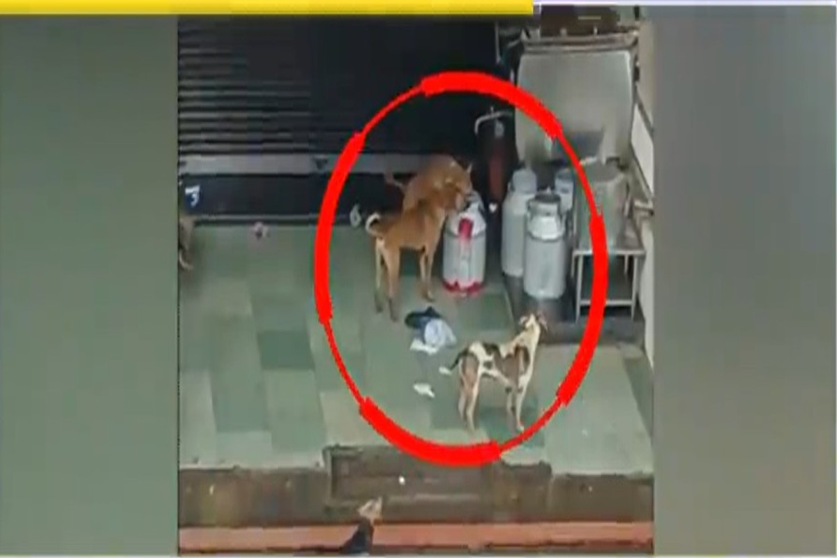 Dog Testing Milk Viral Video