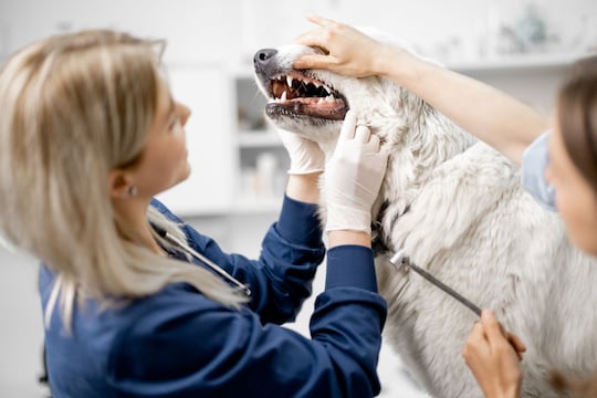 OMG! कुत्र्याचे दात साफ करण्यासाठी डॉक्टरनं लावलं 5 लाखांचं बिल