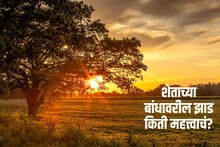 शेताजवळ झाडे असणे किती महत्त्वाचे? नवीन अभ्यासाने जगभरातील लोकांना मोठा दिलासा