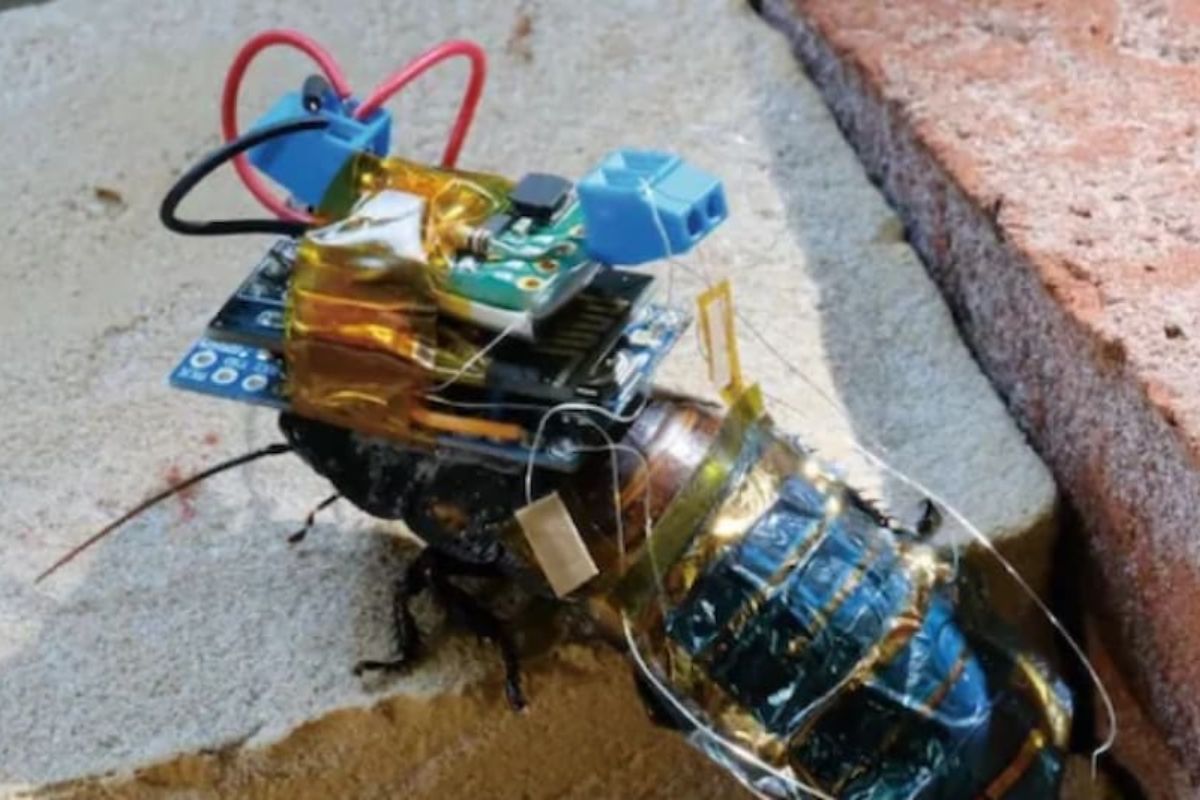 अजबच! आता कुत्रा नाही तर झुरळ पकडणार चोराला; वैज्ञानिकांनी विकसीत केलं नवं तंत्र