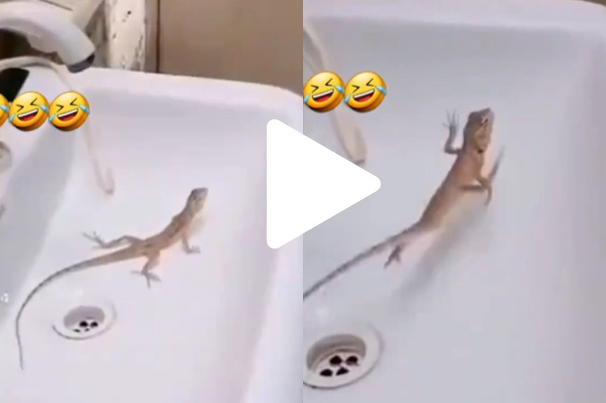 ढोलाच्या तालावर सरड्याचा भन्नाट डान्स; व्हायरल व्हिडिओ पाहून आवरणार नाही हसू