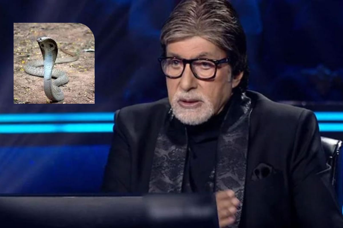 KBC 14: साप पाहून अमिताभ बच्चन यांच्यासोबत घडते विचित्र गोष्ट, बिग बींनी उघड केलं गुपित