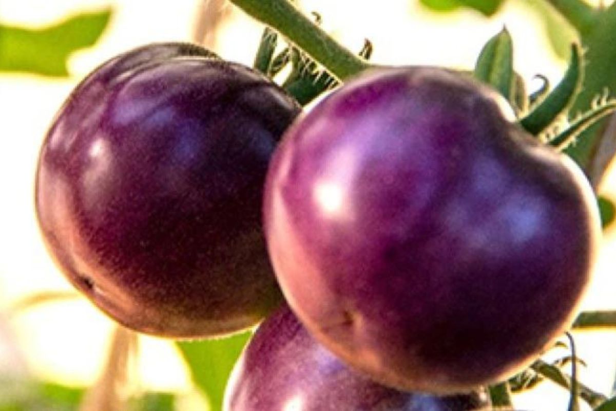 जांभळ्या टोमॅटोची वैशिष्ट्यपूर्ण जात