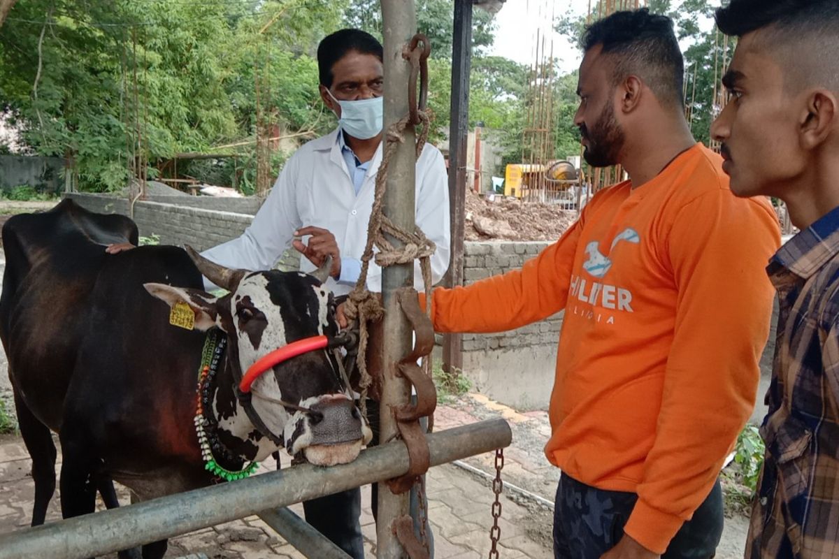 Pune : लम्पी आजाराने घाबरू नका, 'या' पद्धतीने घ्या प्राण्यांची काळजी, पाहा VIDEO