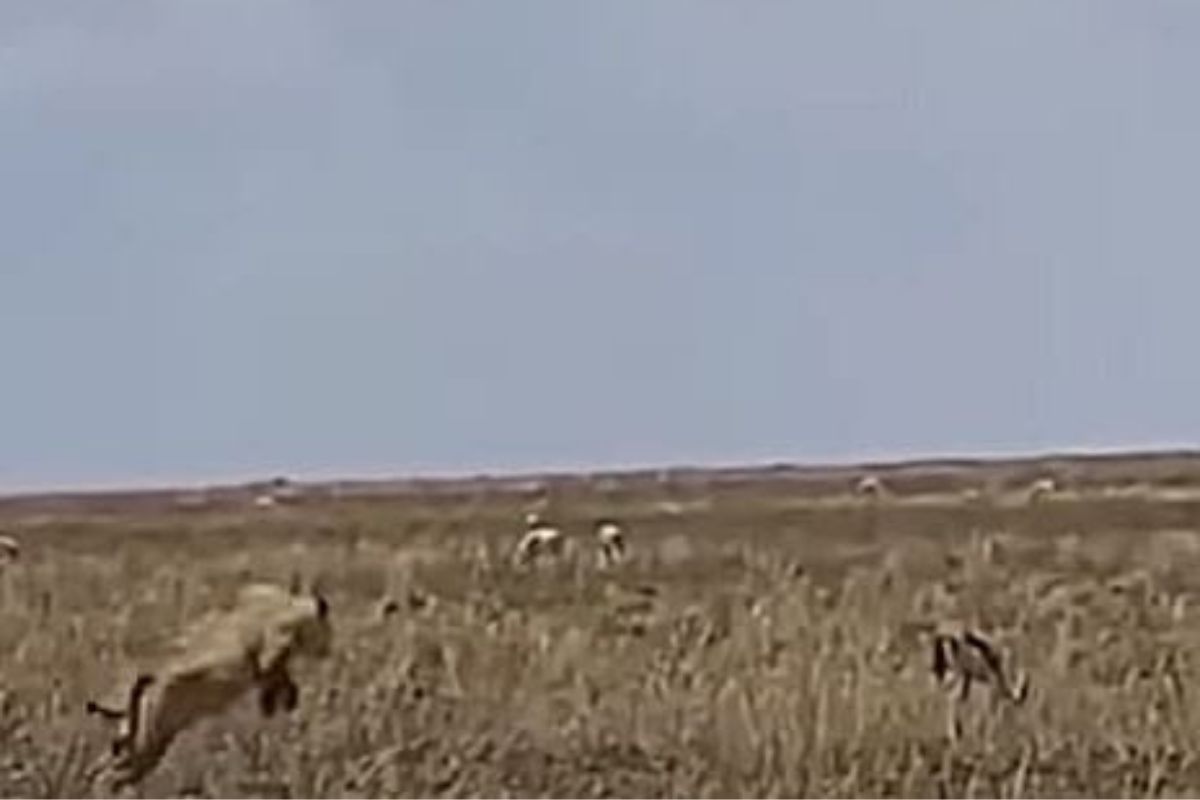 झुडपात दबा धरुन बसलेल्या सिंहाने घातली हरणावर झडप, पुढं जे घडलं.... पाहा VIDEO