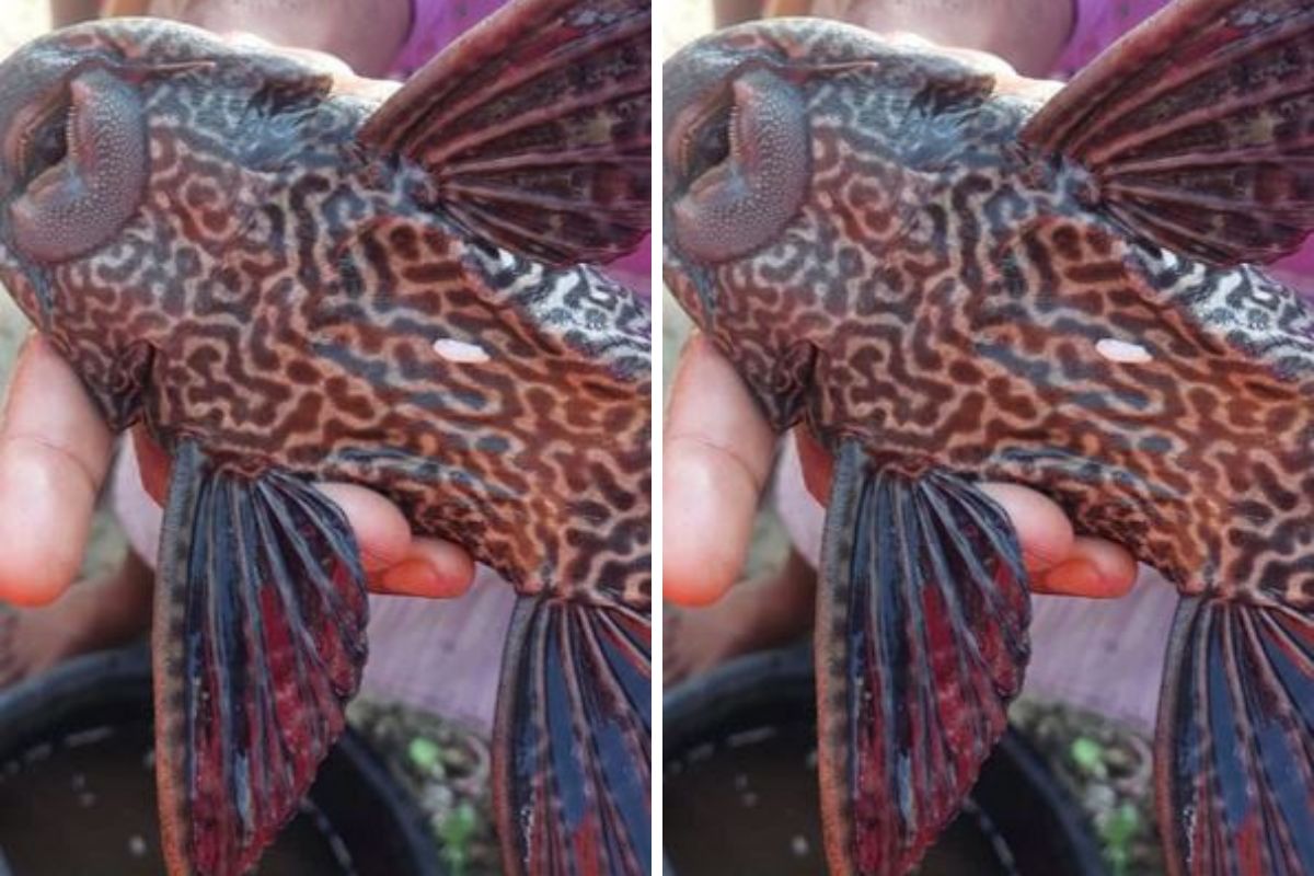 OMG! जाळ्यात अडकलेला विचित्र मासा पाहून मच्छिमारही शॉक; पाहून तुम्ही सांगा कोण आहे हा?