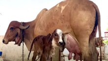 एकाच गोठ्यातील 11 जनावरे दगावली, लाखोंचे नुकसान, हे आले कारण समोर