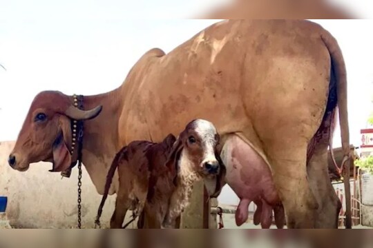 Ahmednagar Animals Poisoning : एकाच गोठ्यातील 11 जनावरे दगावली, लाखोंचे नुकसान, हे आले कारण समोर