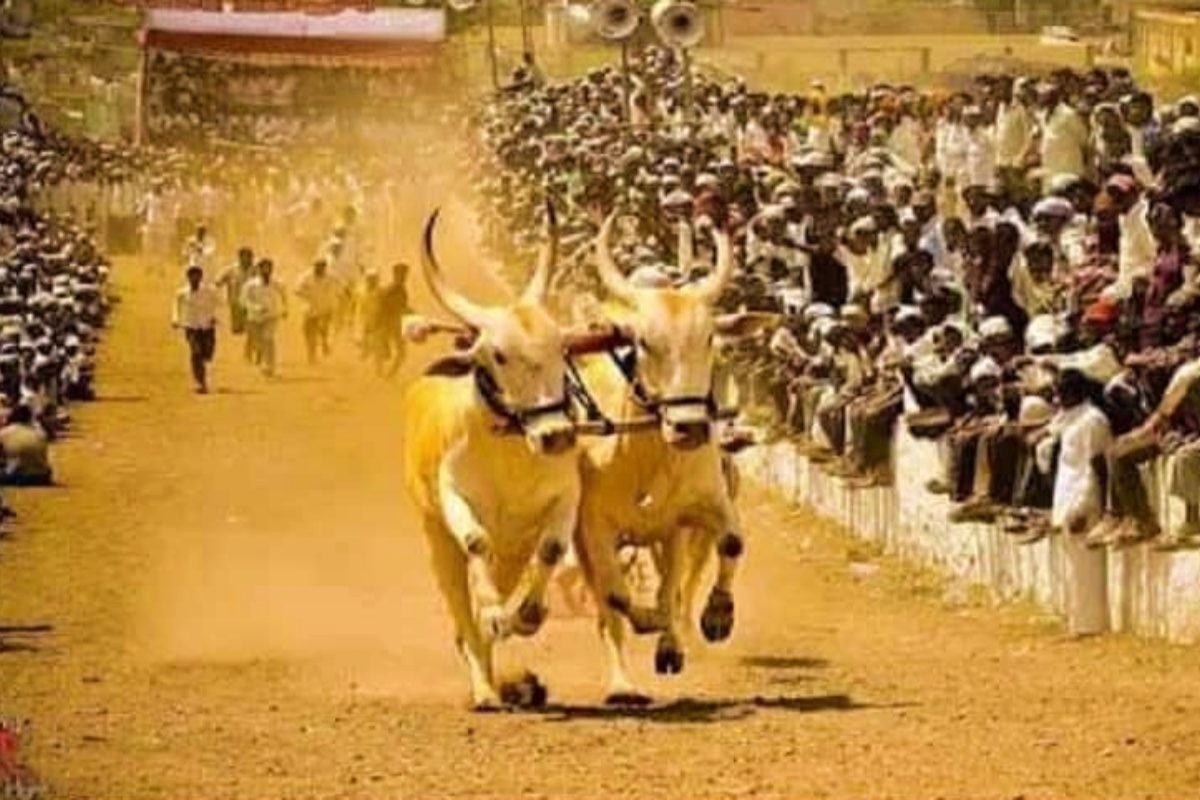 Satara : लम्पी आजाराचा बैलगाडा शर्यतीवर परिणाम, लाखोंचं नुकसान होण्याची भीती Video