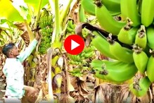 पारंपारिक शेतीला फाटा देत अख्खं गाव करतयं केळीची शेती! पाहा Video पारंपारिक शेतीला फाटा देत अख्खं गाव करतयं केळीची शेती! पाहा Video