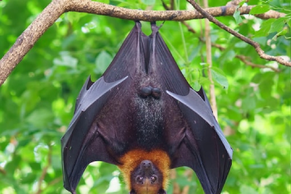 वटवाघूळ