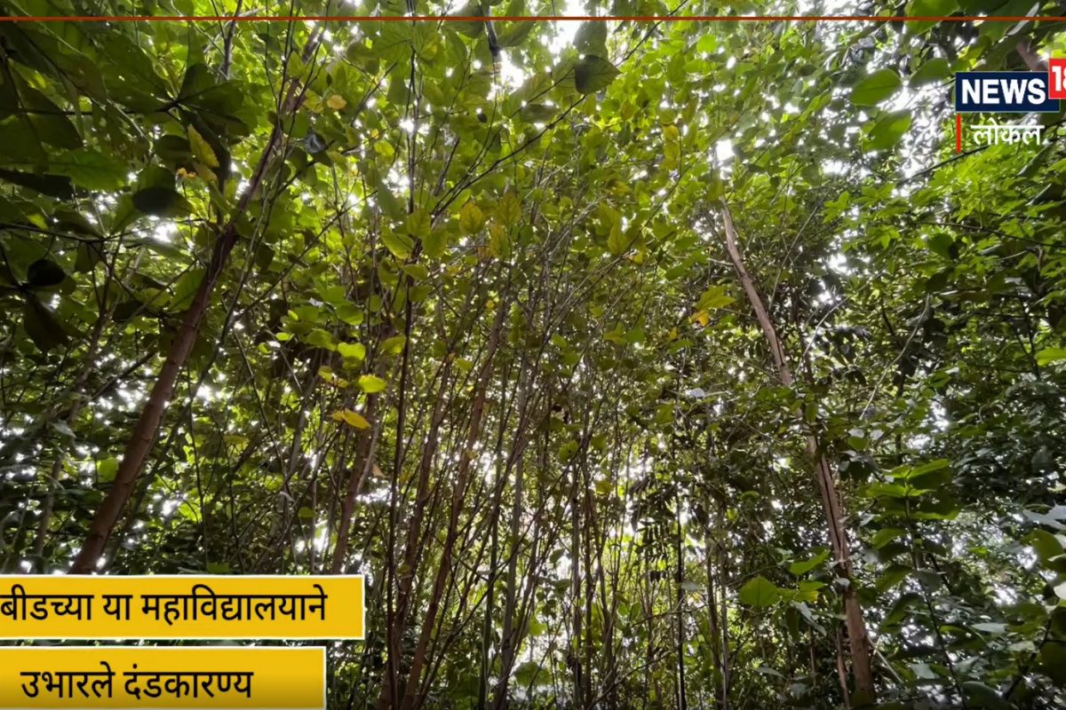 कॉलेजनं 11 महिन्यातच उभारले जंगल, 'बीड पॅटर्न'ची राज्यभर होणार अंमलबजावणी! VIDEO