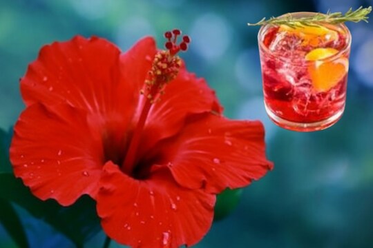 Hibiscus Kombucha : शरीरासाठी अनेकप्रकारे फायदेशीर असणारे हिबिस्कस कोंबूचा म्हणजे काय? वाचा फायदे