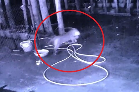 देवळाली कॅम्पच्या बार्न्सस्कूल रोडवर शुक्रवारी पहाटे बिबट्याने एका बंगल्यात प्रवेश केला. तिथे त्याने असलेल्या एका पाळीव श्र्वानावर झडप घेत त्याला नेले असल्याची घटना घडली.
