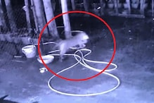 नाशिकमध्ये बिबट्याच्य हल्ल्याचा थरार, बंगल्यात शिरत कुत्र्याची शिकार, पाहा VIDEO नाशिकमध्ये बिबट्याच्य हल्ल्याचा थरार, बंगल्यात शिरत कुत्र्याची शिकार, पाहा VIDEO
