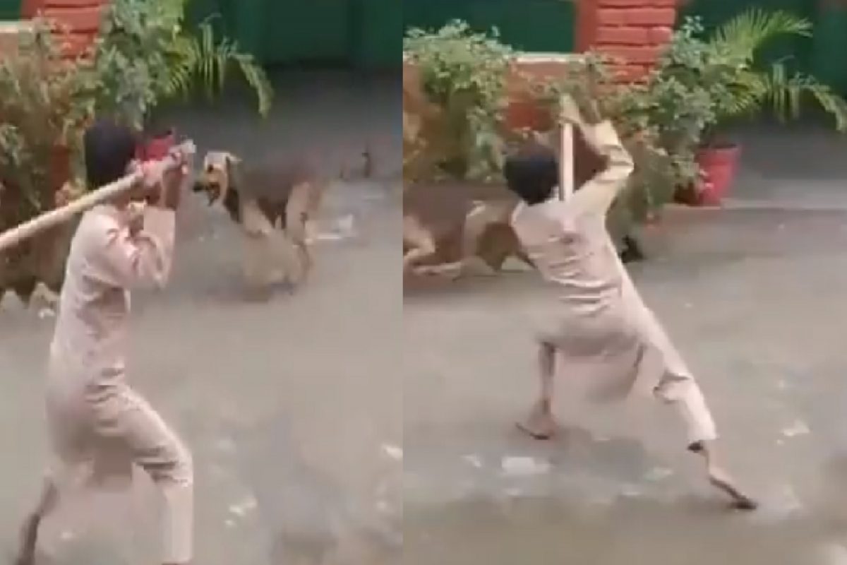 श्वानाला मारताच मुलासोबत भयंकर घडलं.