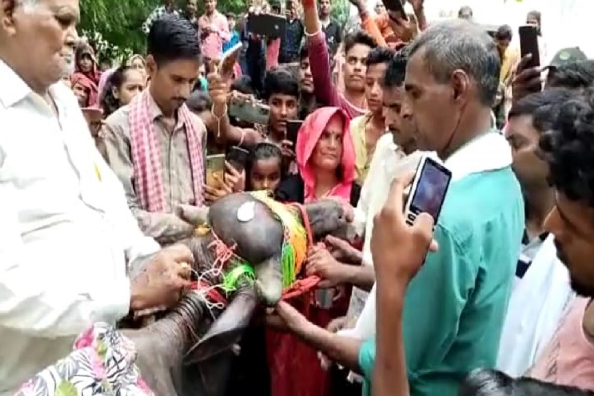 म्हशीचं मुंडण.