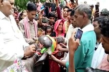 VIDEO - ऐकावं ते नवल! वाजतगाजत म्हशीच्या रेडकूचं मुंडण, शेतकऱ्याने घातलं गावजेवण VIDEO - ऐकावं ते नवल! वाजतगाजत म्हशीच्या रेडकूचं मुंडण, शेतकऱ्याने घातलं गावजेवण