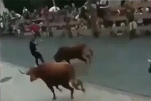 बापरे! एकाच वेळी 5-5 बैलांनी तरुणाला तुडवलं; खतरनाक हल्ल्याचा भयानक VIDEO