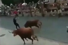 बापरे! एकाच वेळी 5-5 बैलांनी तरुणाला तुडवलं; खतरनाक हल्ल्याचा भयानक VIDEO