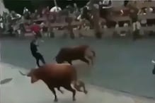 बापरे! एकाच वेळी 5-5 बैलांनी तरुणाला तुडवलं; खतरनाक हल्ल्याचा भयानक VIDEO बापरे! एकाच वेळी 5-5 बैलांनी तरुणाला तुडवलं; खतरनाक हल्ल्याचा भयानक VIDEO