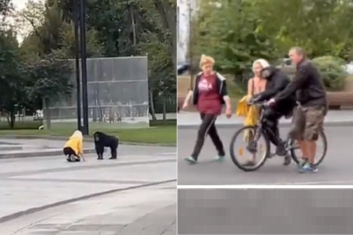 Zoo मधून पळालेला चिंपांझीचे नखरेच भारी, अनेक विनंत्या करुन देखील परतायला तयार नाही, अखेर... पाहा Video